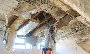  Burlington, VT Mold Removal Pros